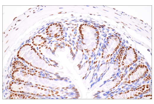 Immunohistochemistry Image 13: CPSF4 (E2L2Z) Rabbit Monoclonal Antibody