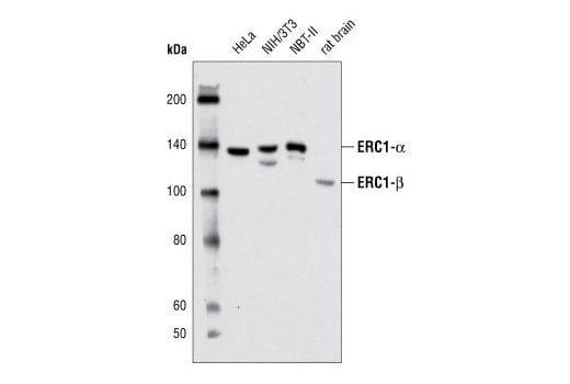 Western Blotting Image 1: ERC1 (P85) Antibody