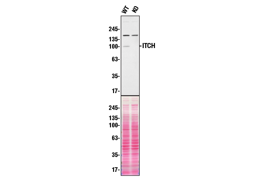 Western Blotting Image 2: ITCH (D8Q6D) Rabbit Monoclonal Antibody