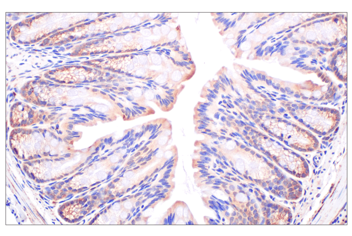 Immunohistochemistry Image 7: Fumarase (D9C5) Rabbit Monoclonal Antibody