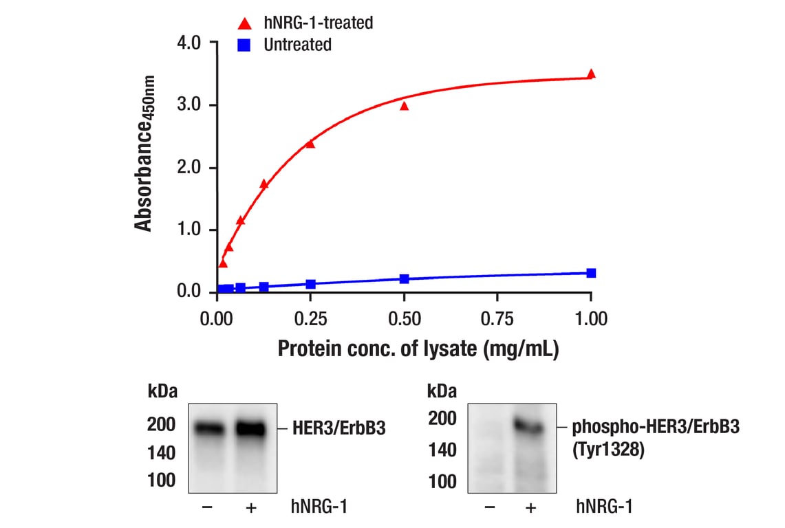 ELISA Image 1: PathScan<sup>®</sup> Phospho-HER3/ErbB3 (Tyr1328) Sandwich ELISA Kit