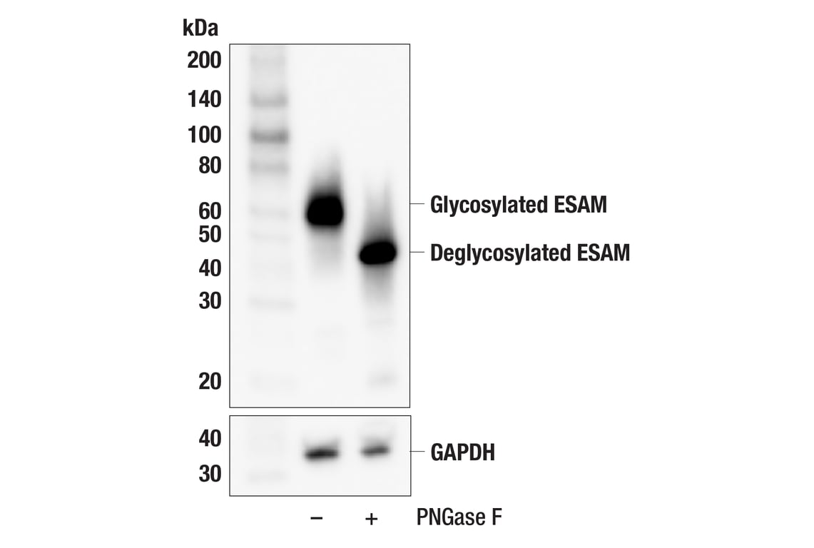 Western Blotting Image 3: ESAM (F2Y5Q) Rabbit Monoclonal Antibody
