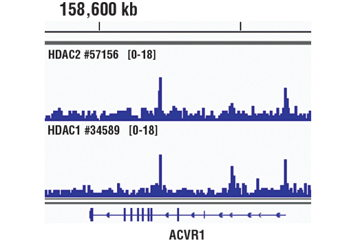 Chromatin Immunoprecipitation Image 1: HDAC2 (D6S5P) Rabbit Monoclonal Antibody