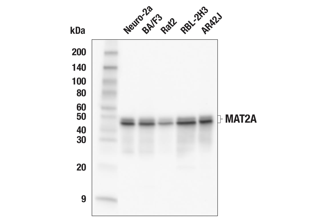Western Blotting Image 2: MAT2A (E5I7C) Rabbit Monoclonal Antibody