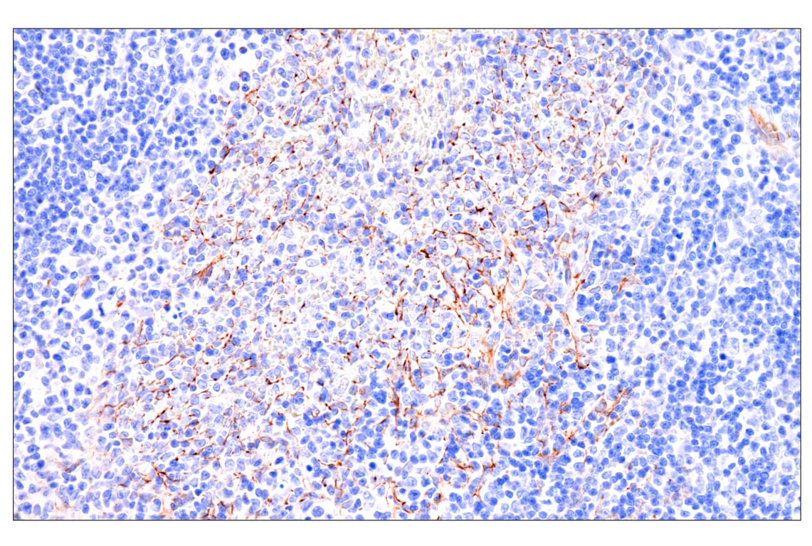 Immunohistochemistry Image 9: Nestin (E5C7I) Rabbit Monoclonal Antibody (BSA and Azide Free)
