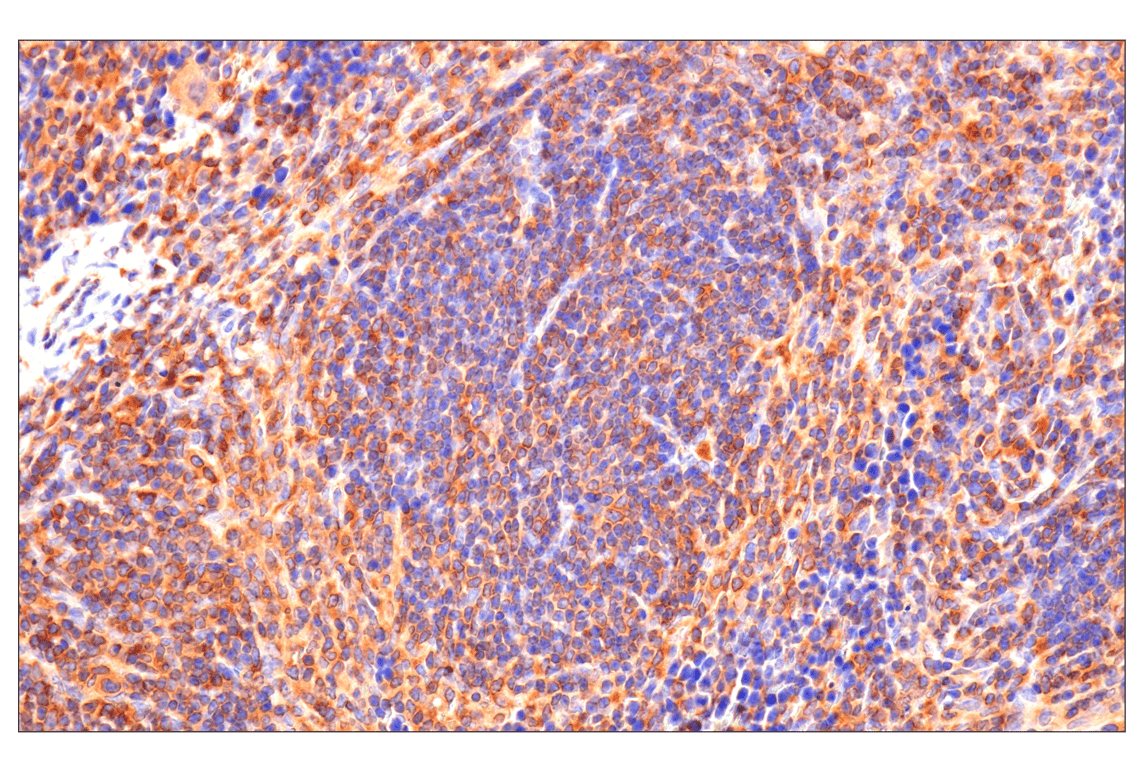 Immunohistochemistry Image 7: Caspase-8 (F5K9P) Rabbit Monoclonal Antibody (BSA and Azide Free)