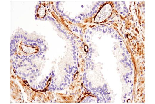 Immunohistochemistry Image 6: Nestin (10C2) Mouse Monoclonal Antibody