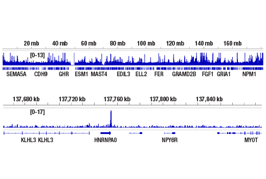 CUT & RUN Image 2: p300 (E8S2V) Rabbit Monoclonal Antibody