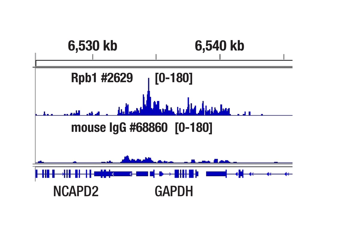 CUT & Tag Image 1: Normal Mouse IgG