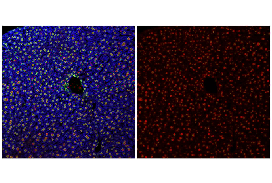 Immunofluorescence Image 1: p300 (E6D1T) Rabbit Monoclonal Antibody (BSA and Azide Free)