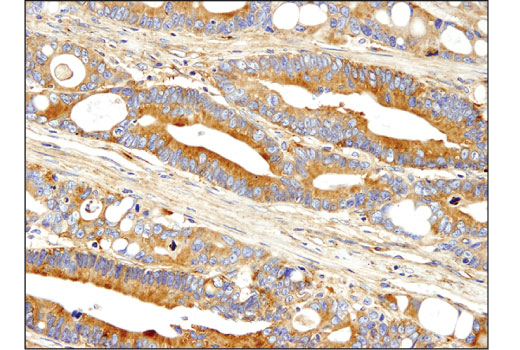 Immunohistochemistry Image 1: Dynactin p150Glued (D1W1O) Rabbit Monoclonal Antibody