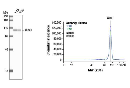 Western Blotting Image 1: Wee1 (D10D2) Rabbit Monoclonal Antibody