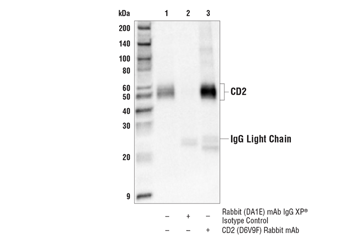 Immunoprecipitation Image 1: CD2 (D6V9F) Rabbit Monoclonal Antibody