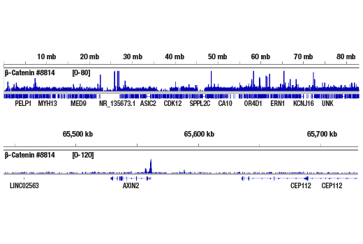 CUT & RUN Image 2: Non-phospho (Active) beta-Catenin (Ser33/37/Thr41) (D13A1) Rabbit Monoclonal Antibody