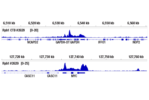 Chromatin Immunoprecipitation Image 2: Rpb1 CTD (4H8) Mouse Monoclonal Antibody