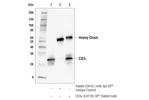 Immunoprecipitation Image 1: CD3 epsilon (E4T1B) Rabbit Monoclonal Antibody