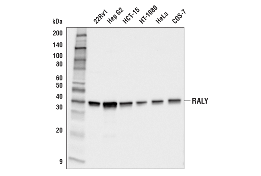 Western Blotting Image 1: RALY (E4T7E) Rabbit mAb