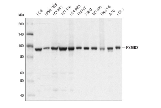 Western Blotting Image 1: PSMD2 (D6W7G) Rabbit mAb