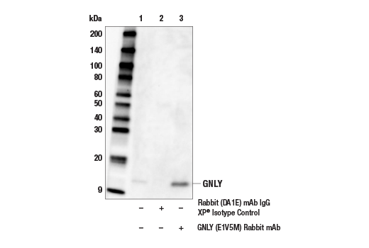 Immunoprecipitation Image 1: GNLY (E1V5M) Rabbit Monoclonal Antibody