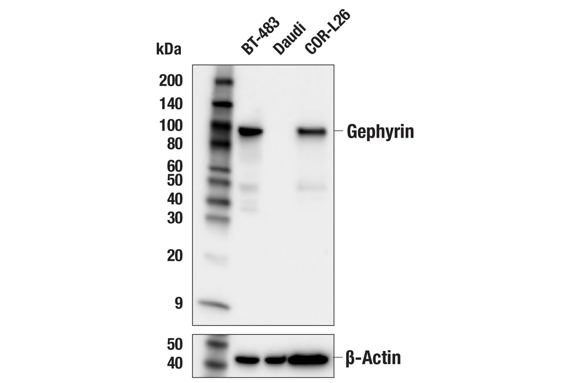 Western Blotting Image 1: Gephyrin (E8T6V) Rabbit mAb