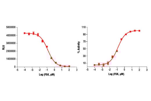 ELISA Image 2: Cyclic AMP Chemiluminescent Assay Kit
