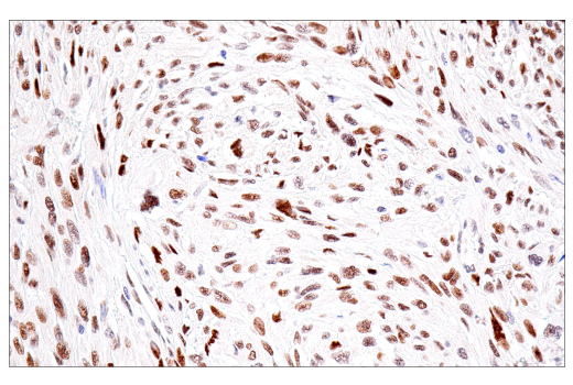 Immunohistochemistry Image 2: NSUN2 (E9Y5E) Rabbit Monoclonal Antibody
