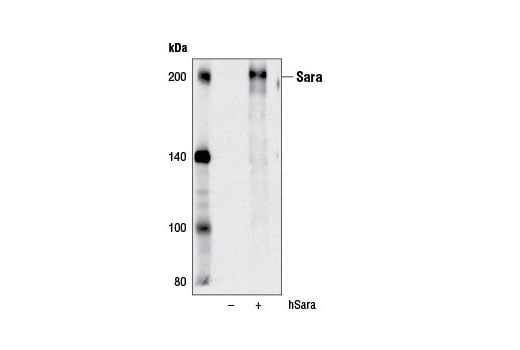 Western Blotting Image 2: Sara (D5X4F) Rabbit Monoclonal Antibody
