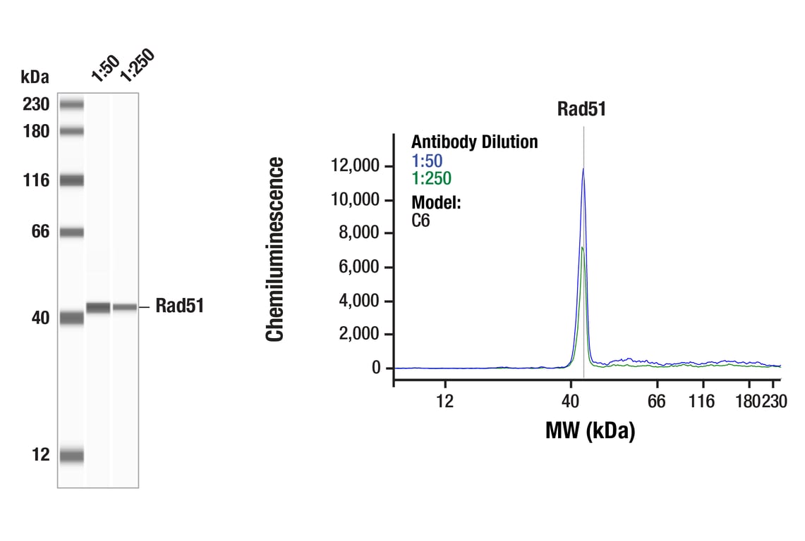 Western Blotting Image 1: Rad51 (F1G6C) Rabbit Monoclonal Antibody