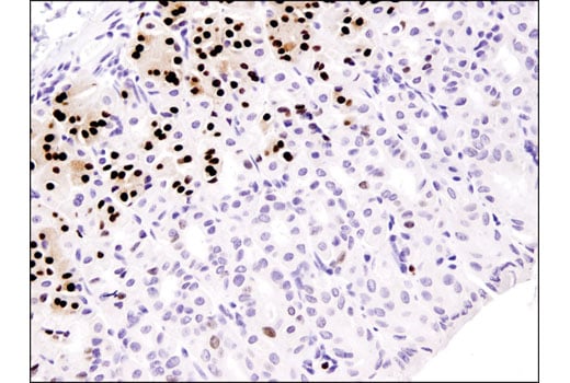 Immunohistochemistry Image 3: MIST1/bHLHa15 (D7N4B) Rabbit Monoclonal Antibody