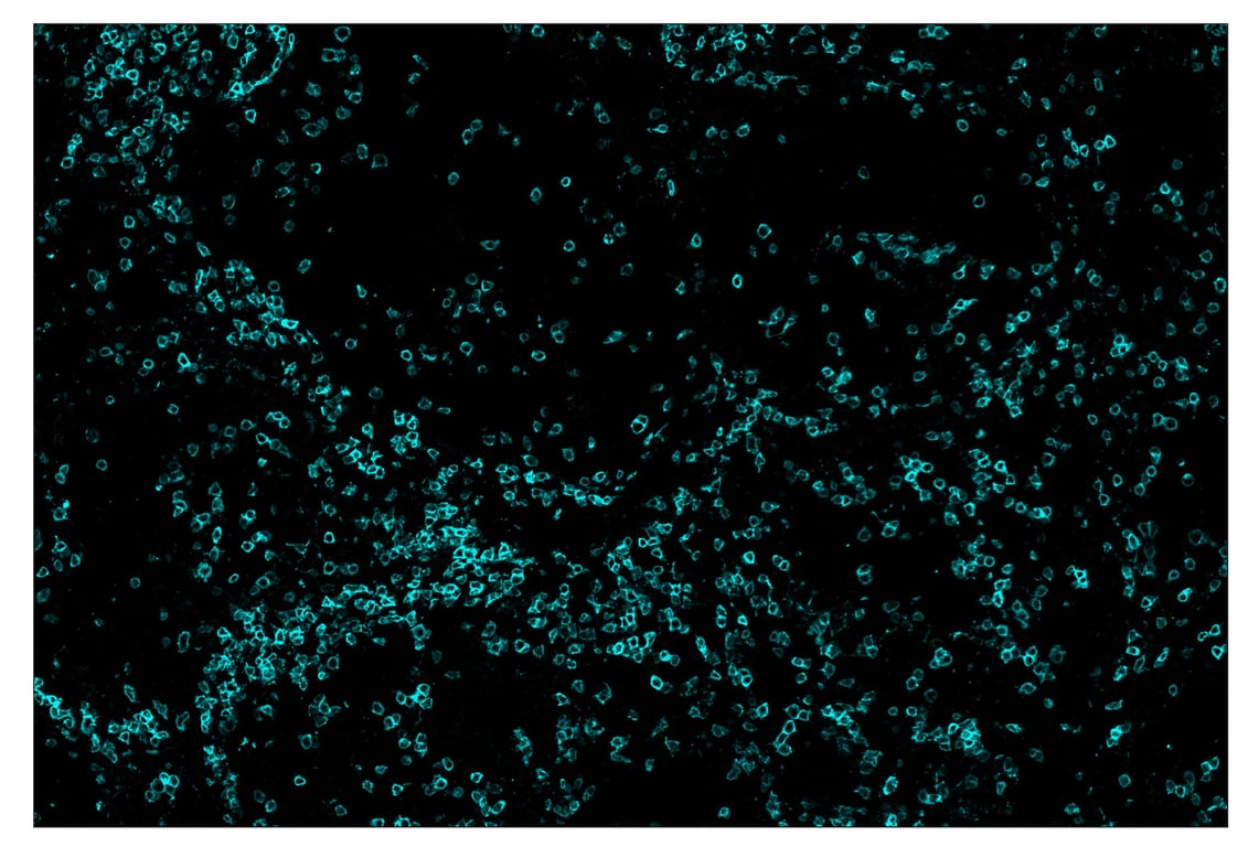 Immunohistochemistry Image 5: CD3ε (D7A6E<sup>™</sup>) & CO-0001-647 SignalStar<sup>™</sup> Oligo-Antibody Pair