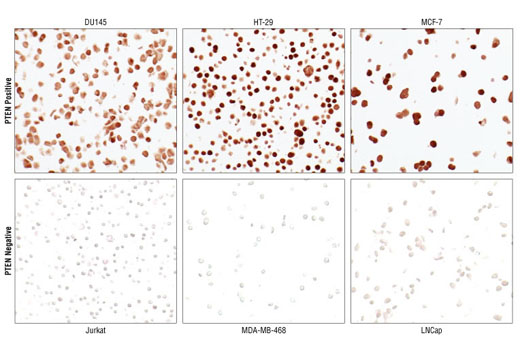 Immunohistochemistry Image 6: PTEN (138G6) Rabbit Monoclonal Antibody (BSA and Azide Free)