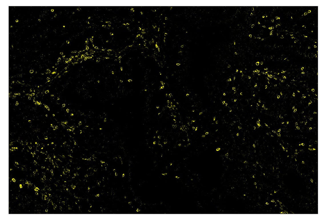 Immunohistochemistry Image 3: TIM-3 (D5D5R) & CO-00010-488 SignalStar<sup>®</sup> Oligo-Antibody Pair