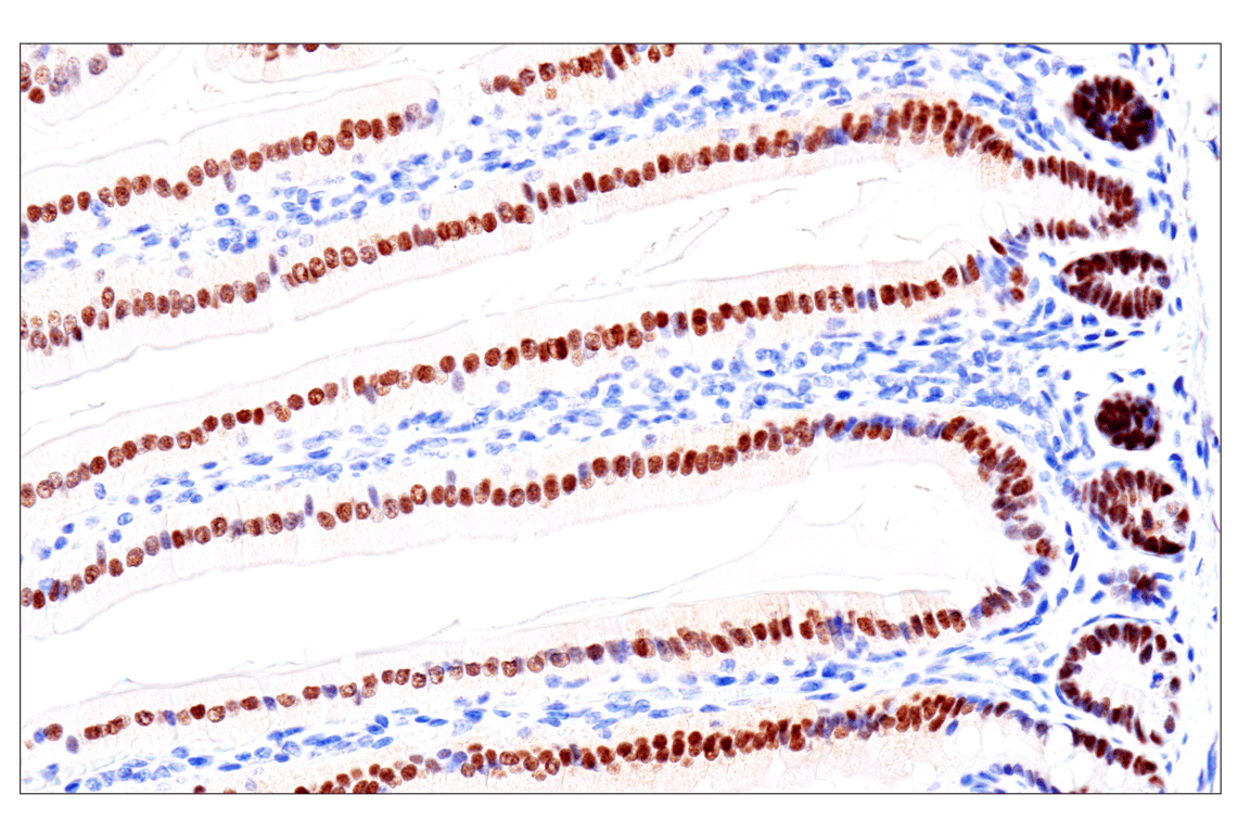 Immunohistochemistry Image 21: GATA-6 (D61E4) Rabbit Monoclonal Antibody (BSA and Azide Free)