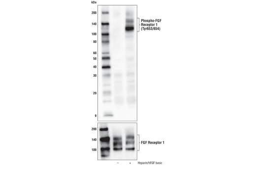undefined Image 1: PhosphoPlus<sup>®</sup> FGF Receptor 1 (Tyr653/654) Antibody Duet