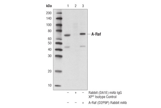 Immunoprecipitation Image 1: A-Raf (D2P9P) Rabbit Monoclonal Antibody