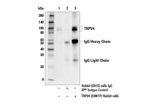 Immunoprecipitation Image 1: TRPV4 (E6W1P) Rabbit Monoclonal Antibody
