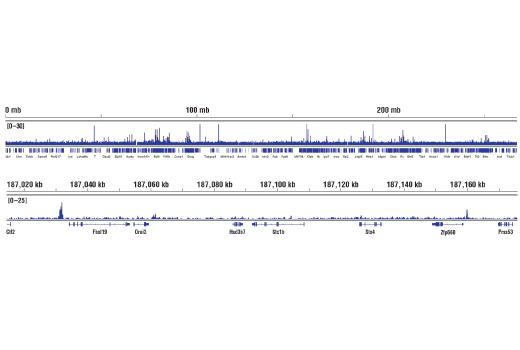 Chromatin Immunoprecipitation Image 2: Phospho-c-Fos (Ser32) (D82C12) Rabbit Monoclonal Antibody