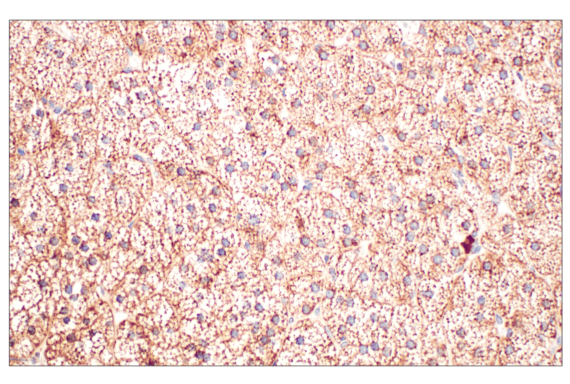 Immunohistochemistry Image 4: GOT2 (F4P3R) Rabbit Monoclonal Antibody