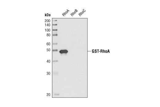 Western Blotting Image 2: RhoA (67B9) Rabbit Monoclonal Antibody