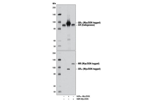 Western Blotting Image 2: Glucocorticoid Receptor (D6H2L) Rabbit Monoclonal Antibody