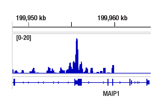 CUT & RUN Image 1: SPT6 (D6J9H) Rabbit Monoclonal Antibody