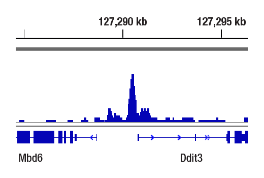 Chromatin Immunoprecipitation Image 1: ATF-4 (D4B8) Rabbit Monoclonal Antibody
