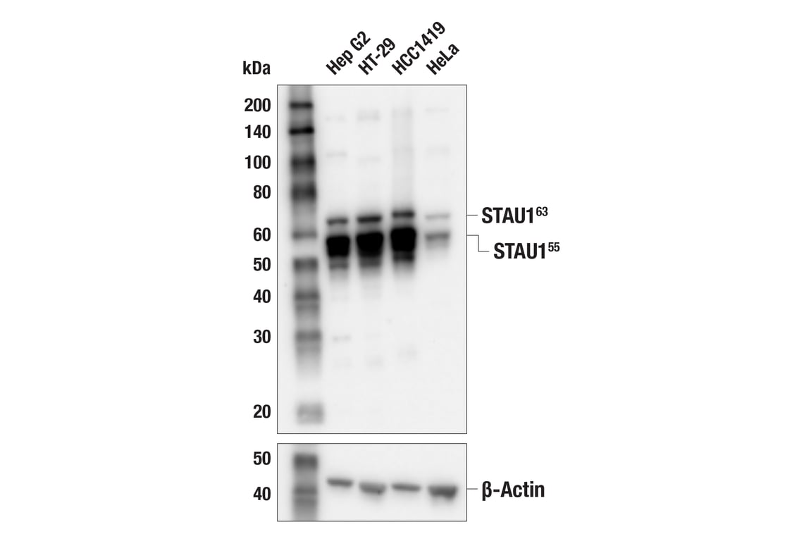Western Blotting Image 2: STAU1 (E5Z1N) Rabbit Monoclonal Antibody