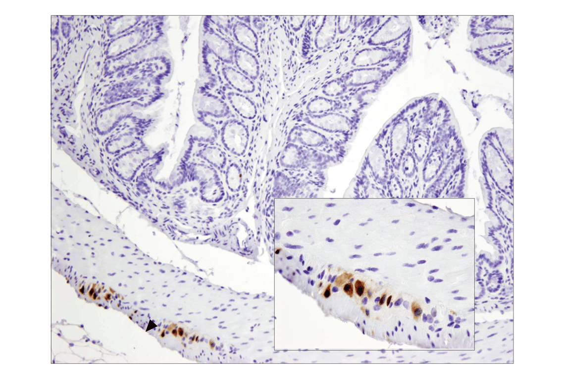 undefined Image 30: beta-Amyloid Mouse Model Neuronal Viability IF Antibody Sampler Kit