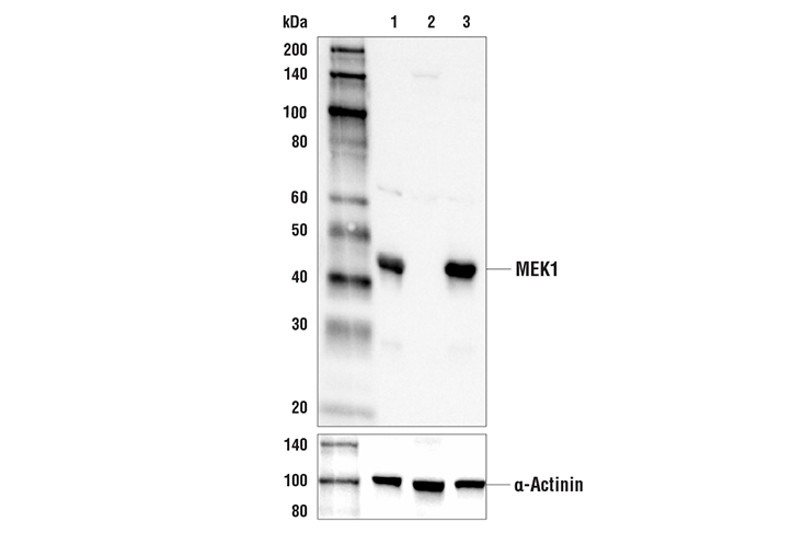 Western Blotting Image 2: MEK1 (D2R1O) Rabbit Monoclonal Antibody (BSA and Azide Free)