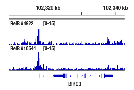 CUT & RUN Image 1: RelB (D7D7W) Rabbit Monoclonal Antibody