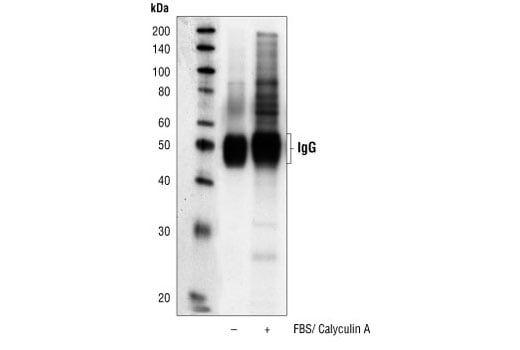 Immunoprecipitation Image 1: Phospho-Akt Substrate (RXXS*/T*) (110B7E) Rabbit Monoclonal Antibody