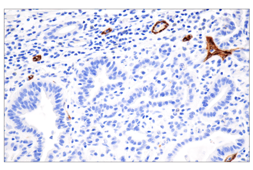 Immunohistochemistry Image 3: CD62P/P-Selectin (E8Q1W) Rabbit Monoclonal Antibody