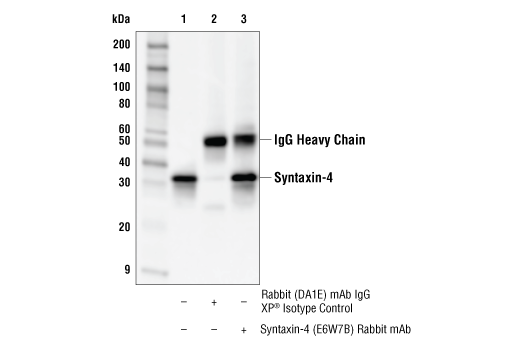 Immunoprecipitation Image 1: Syntaxin-4 (E6W7B) Rabbit Monoclonal Antibody