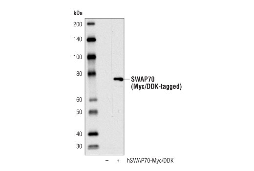Western Blotting Image 2: SWAP70 (D5O6A) Rabbit Monoclonal Antibody